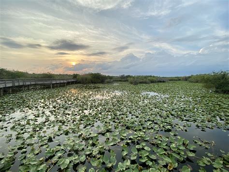 Anhinga Trail | NPS Photo by Dylann Turffs | Everglades National Park ...