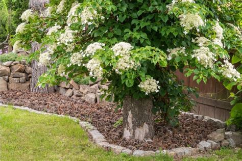 Climbing Hydrangeas (Hydrangea Petiolaris): How to Grow and Care | Florgeous