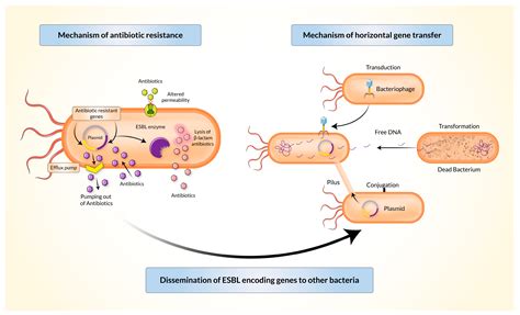 Biomedicines | Free Full-Text | Extended-Spectrum β-Lactamases (ESBL ...