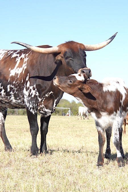 Texas longhorn cattle in texas – Artofit