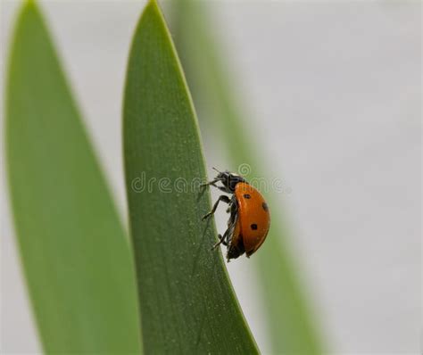 Ladybug Walking On A Daisy Flower Stock Image - Image of green, daisy ...