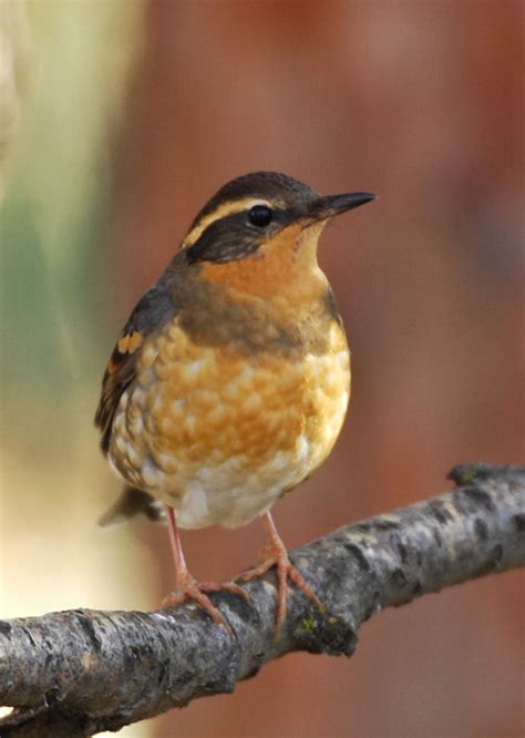 Varied Thrush Female 1206-5j.jpg photo - George Vlahakis photos at ...