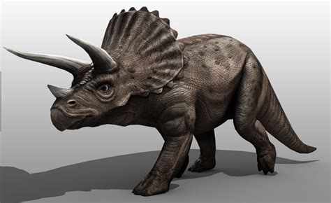 Triceratops Facts About Triceratops A Three Horned Dinosaur | Hot Sex Picture