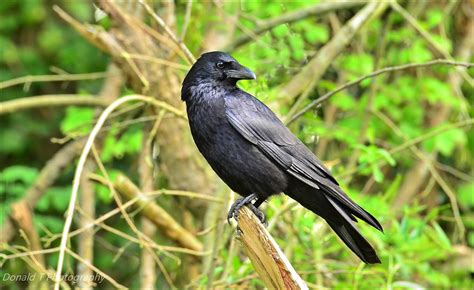 Carrion Crow | BirdForum