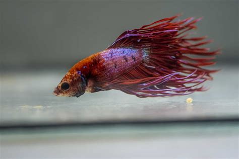 Does Betta Fish Food Expire? (What You Should Do)