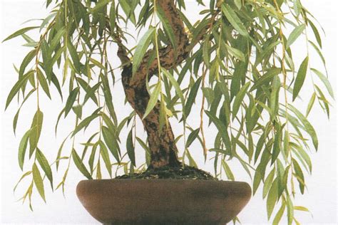 Weeping Bonsai: What is the Weeping Willow (Salix) | Bonsai Starter