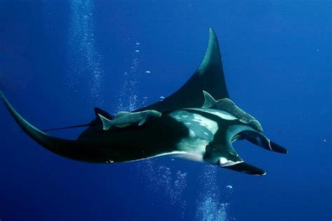 Manta Ray Information and Picture | Sea Animals