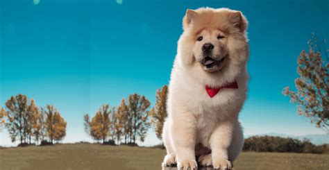 Are Chow Chow Dogs Smart