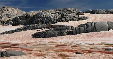 Giant algae surrounds Antarctica