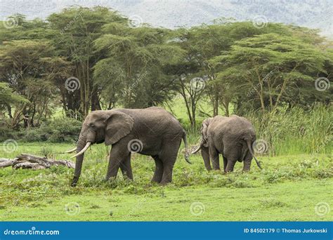 Two African Elephants stock image. Image of herbivore - 84502179