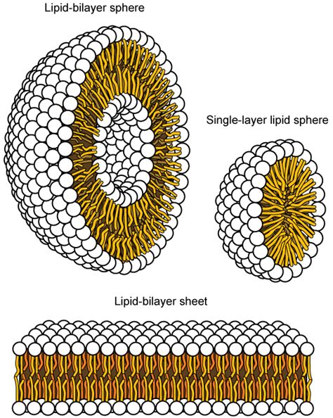 Components and Structure | OpenStax Biology 2e