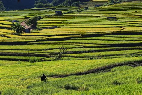 Rice Terraces,chiang Mai,thailand Editorial Stock Photo - Image of landscapes, landscaped: 62526358