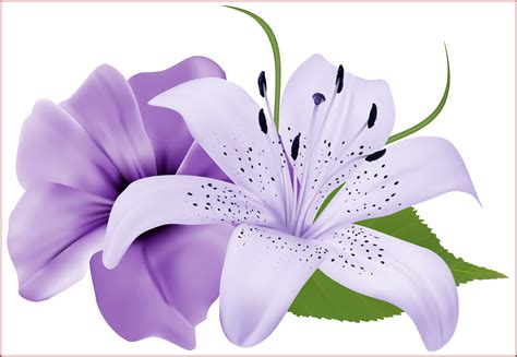 Download Free Star Lily Vector Transparent Stock - Lavender Flowers ...