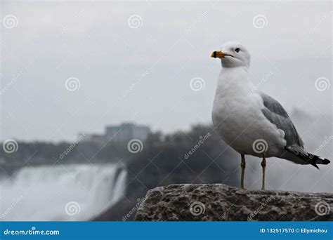 California migratory gull stock photo. Image of california - 132517570