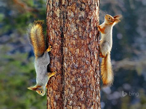 Eurasian red squirrels in Finland-2016 Bing Desktop Wallpaper Preview ...