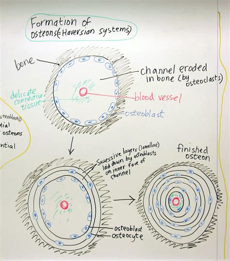 Bone Formation: Formation of Osteons | A hand drawn sketch b… | Flickr