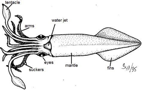 Squid Dissection Teacher's Guide