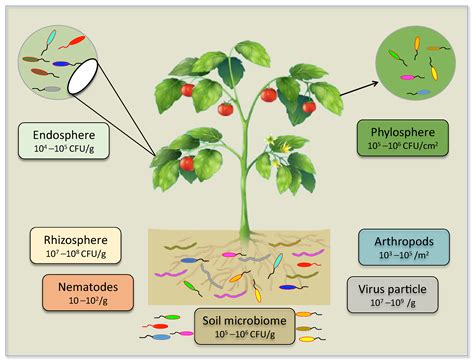 Biology | Free Full-Text | Plant Microbiome Engineering: Hopes or Hypes