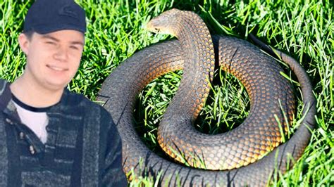 Beyond The Valley death: Tiger snake venom in man’s system, tests reveal | Herald Sun