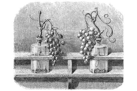 The Surprisingly Short History of French Wine Classification | Wine Enthusiast | French wine ...