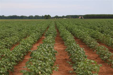 Enterprise Budgets for Row Crops - Alabama Cooperative Extension System