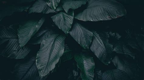 Dark Leaves Wallpapers - Top Free Dark Leaves Backgrounds - WallpaperAccess