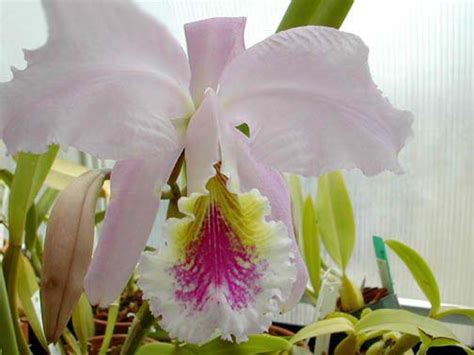 The National Flower of Venezuela: Orchid Flor de Mayo (Cattleya mossiae)