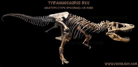 Duck-Billed Dinosaur Facts and Information - All About the Cretaceous Hadrosaur Duck Bill Dinosaurs