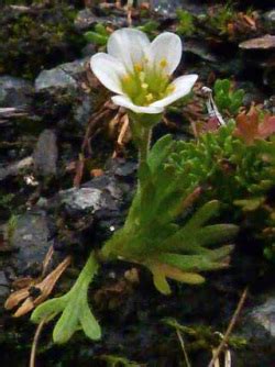 The Plants - The Greenland Tundra