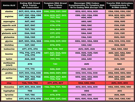 Trna Amino Acid Chart