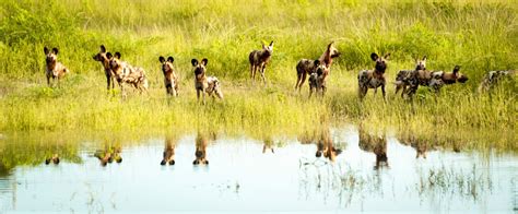 Science for Wildlife Zambia