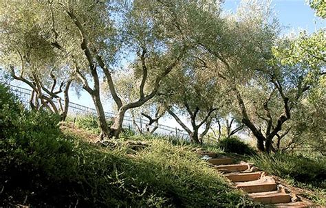 Fruitless Olive Trees Ideal for California Landscaping - Landscaping ...