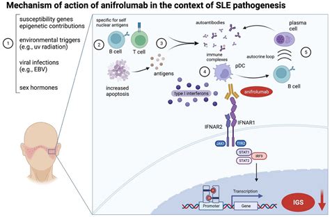 JCM | Free Full-Text | Rapid Response of Refractory Systemic Lupus ...