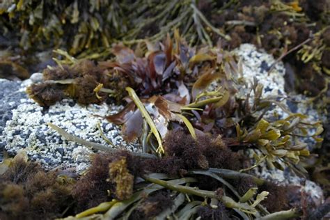 6 Benefits of seaweed for skin and hair – Lofoten Seaweed | From Lofoten, Weed Love.