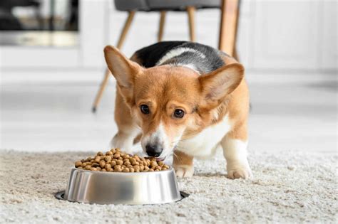 How Much to Feed a Corgi (Puppy & Adult Feeding Chart)