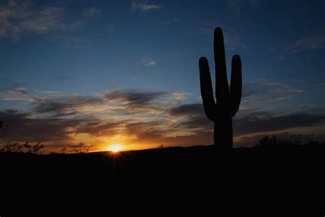 Saguaro Cactus At Sunset Photograph by C Thomas Willard