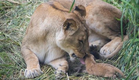 Six African Lion Cubs Join Columbus Zoo (PHOTOS) | The Weather Channel