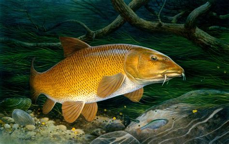 Barbel - Fishes World - HD Images & Free Photos