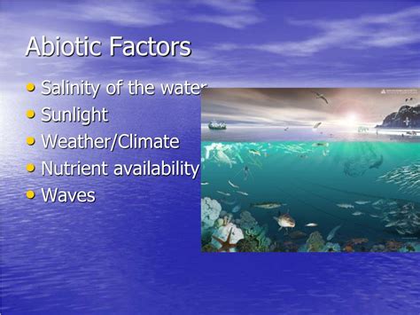 PPT - Marine Ecosystems PowerPoint Presentation, free download - ID:2137875