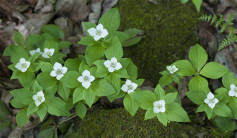 Where to find native Minnesota wildflowers | MPR News