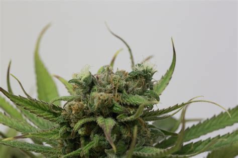 Blue Dream - Buy californian cannabis seeds online - Humboldt Seeds UK