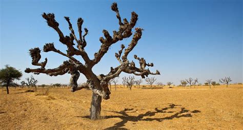 Khejri – the wonder tree of Thar desert