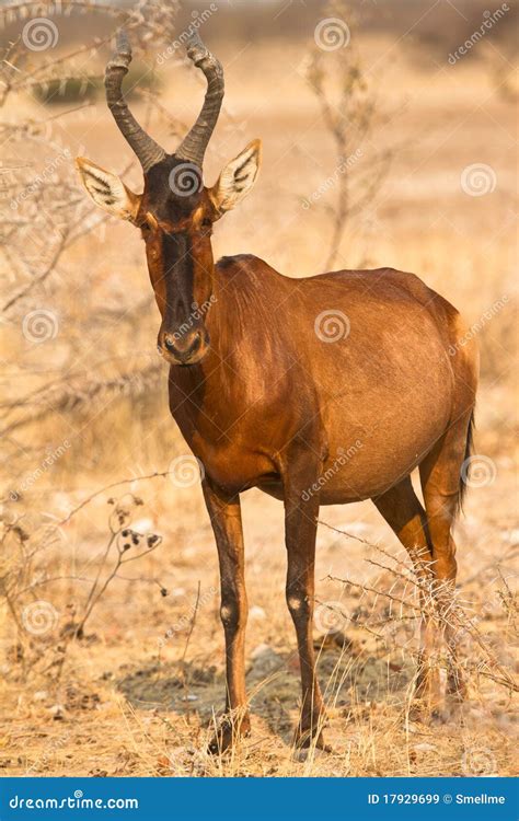 Red Hartebeest antelope stock image. Image of herbivore - 17929699