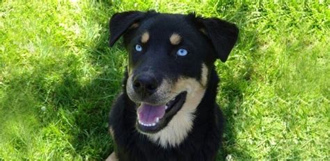 Traits of the Rottweiler Husky Mix (Rottsky) | Daily Dog