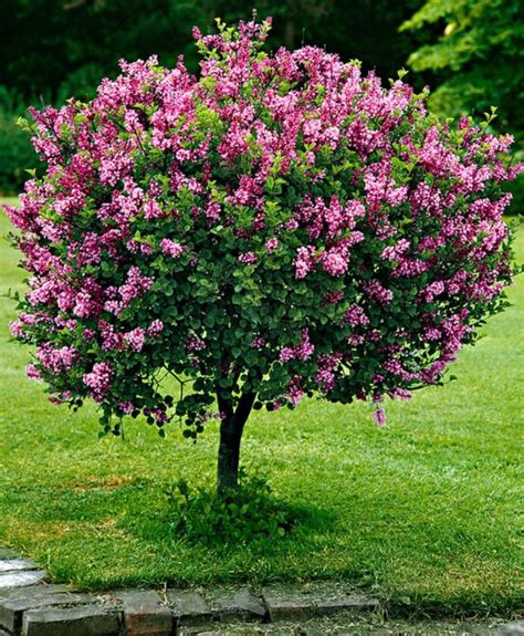 Dwarf Standard Lilac ‘Palibin’ Tree (Syringa meyeri 'Palibin ...