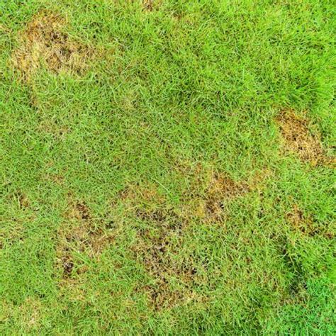 Lawn Grub Damage and How to Treat It - Lawn Guard