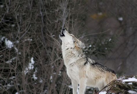 Colorado residents are howling for wolves to return - WildEarth Guardians