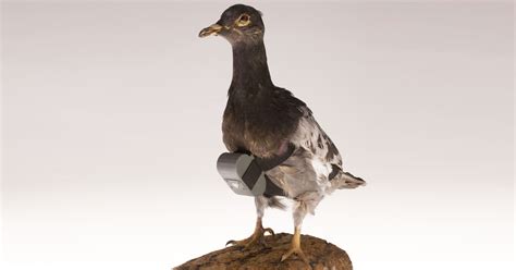 Pigeon Cameras and Other CIA Cold War Spy Gear - HISTORY