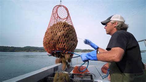 Harvesting BC Sea Urchins (Red & Green Uni) - YouTube