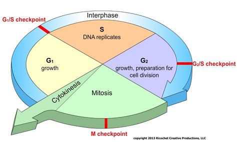 cell division (lesson 0426) - TQA explorer